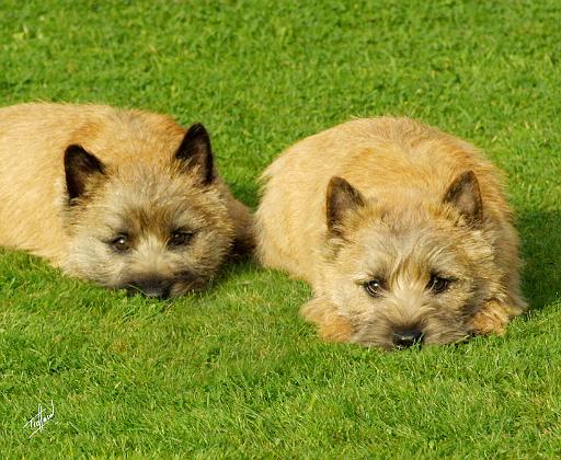 Cairn Terrier 9W048D-007.JPG